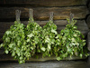 Rento Birch Sauna Garde